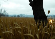 il ritorno di jennifer lawrence e josh hutcherson nella saga di hunger games 1765560033